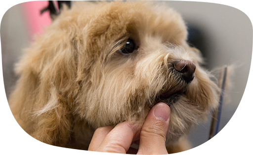 Dog groomer