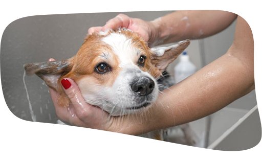 Dog grooming