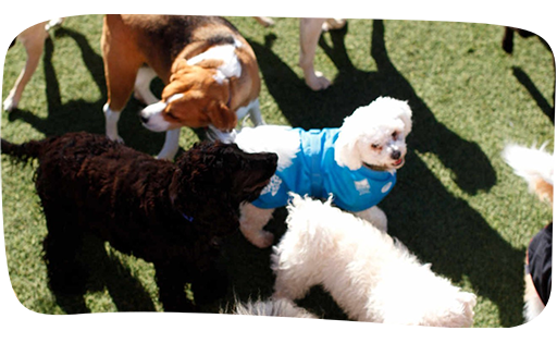 Dog day care