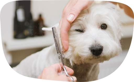 Dog grooming