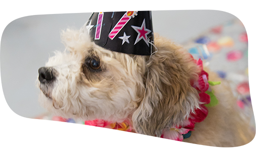Dog birthday party